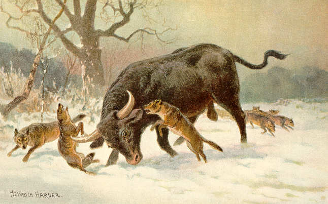 Long_horned_european_wild_ox